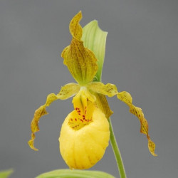 Cypripedium pubescens