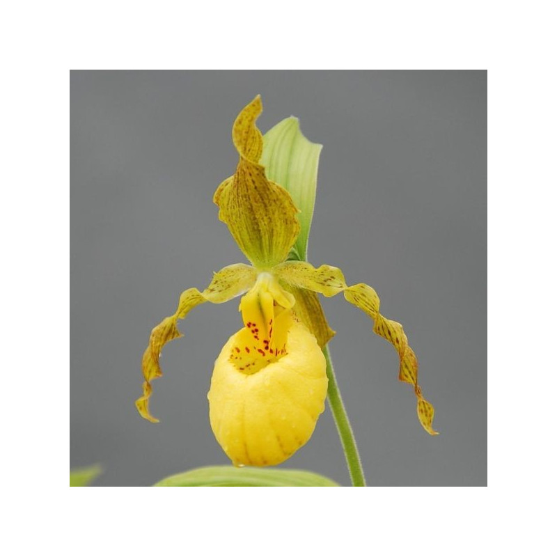 Cypripedium pubescens