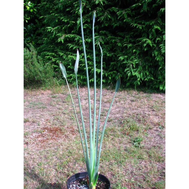 Strelitzia juncea 4 l