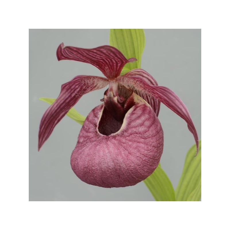 Cypripedium tibeticum Cypripedium tibeticum