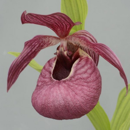 Cypripedium tibeticum