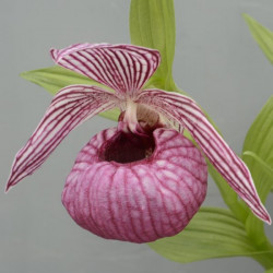 Cypripedium tibeticum