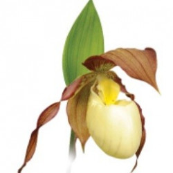 Cypripedium Kentucky 