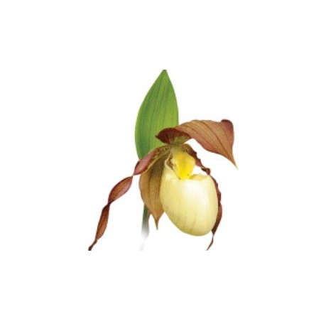 Cypripedium Kentucky 