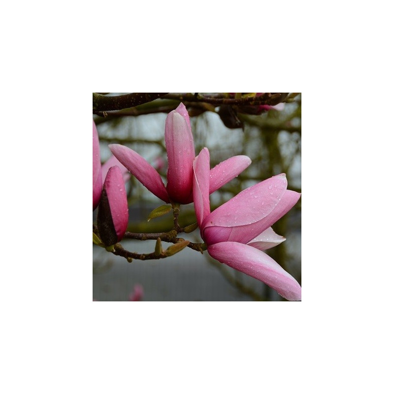 Magnolia star wars Magnolia star wars