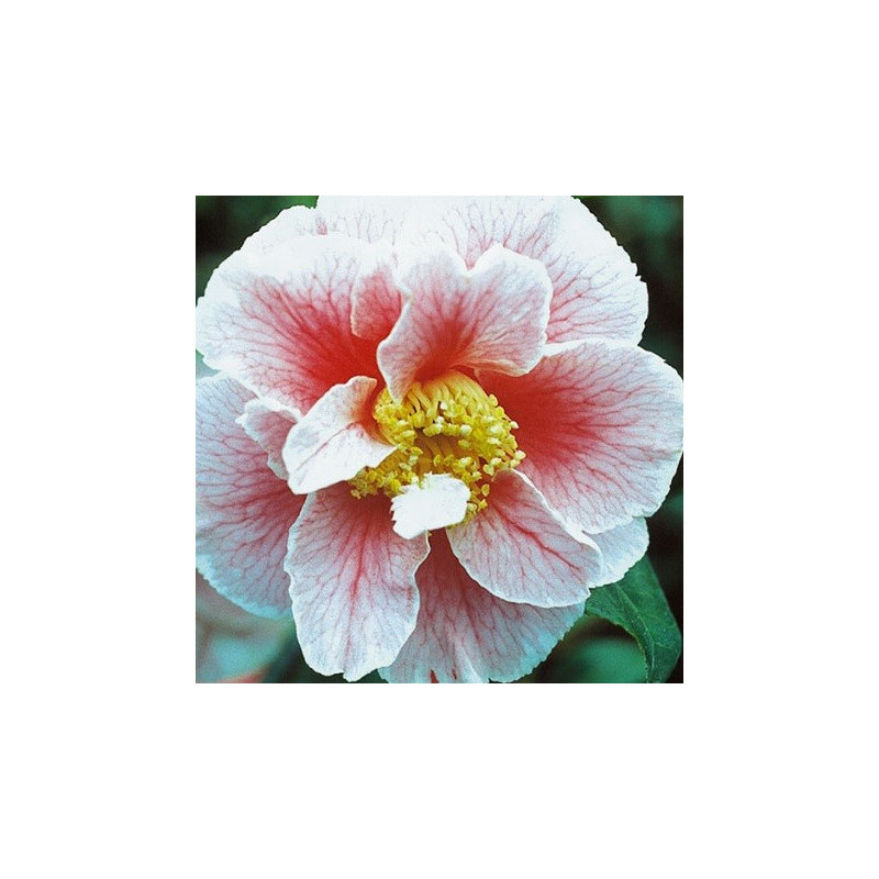 Camellia oo-la-la