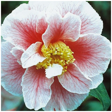 Camellia oo-la-la