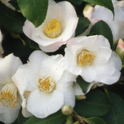 Camellia quintessence