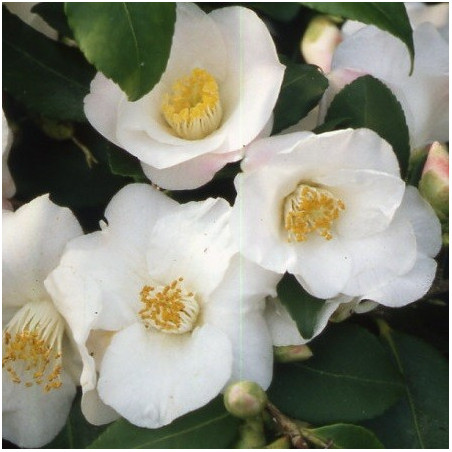 Camellia quintessence