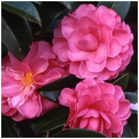 Camellia adorable