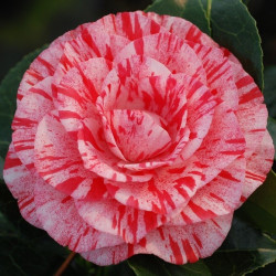 Camellia campari