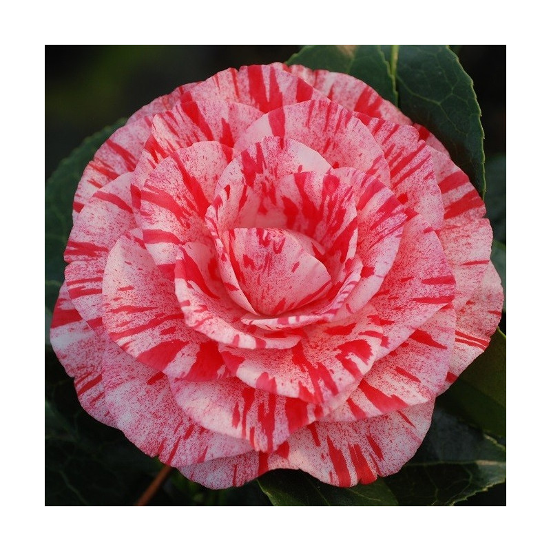 Camellia campari