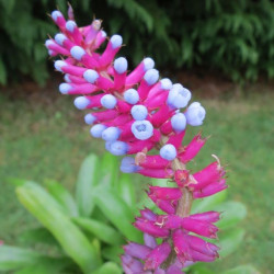 Aechmea gamosepala