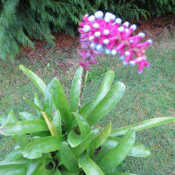 Aechmea gamosepala