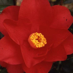 Camellia wildfire