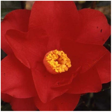 Camellia wildfire