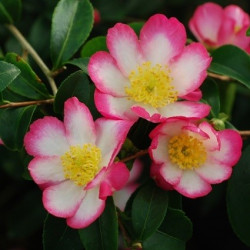 Camellia rainbow