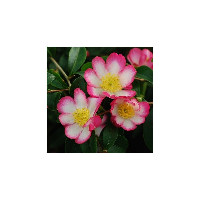 Camellia rainbow