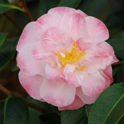 Camellia spring daze