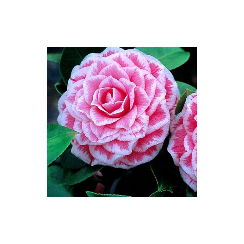 Camellia Tom Pouce Camellia Tom Pouce