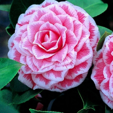 Camellia Tom Pouce