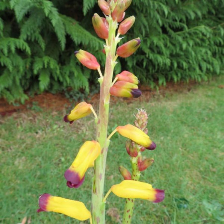 Lachenalia nanakwa