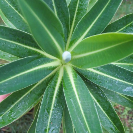 Euphorbia mahana