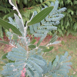 Acacia melanoxylon