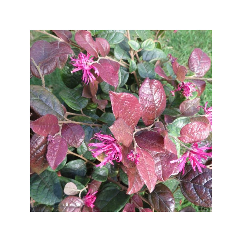 Loropetalum Ming dynasty