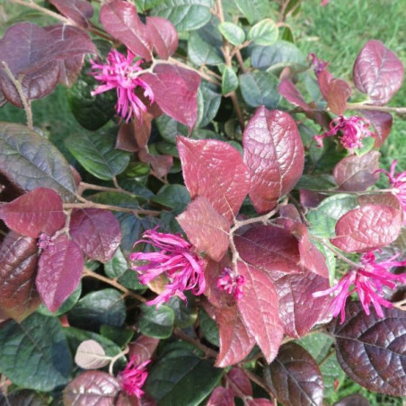 Loropetalum Ming dynasty