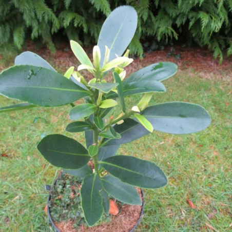 Franklinia axillaris