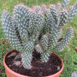 Cylindropuntia fulgida