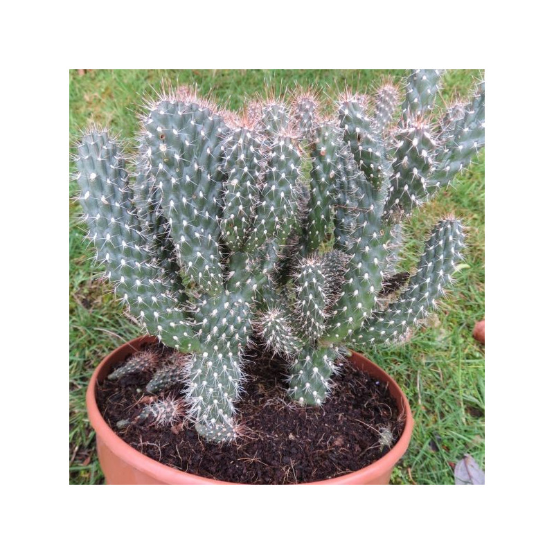 Cylindropuntia fulgida