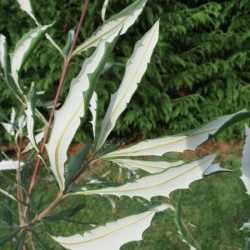 Banksia integrifolia compar