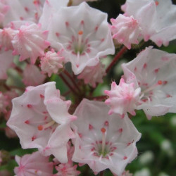 Kalmia latifolia Elf