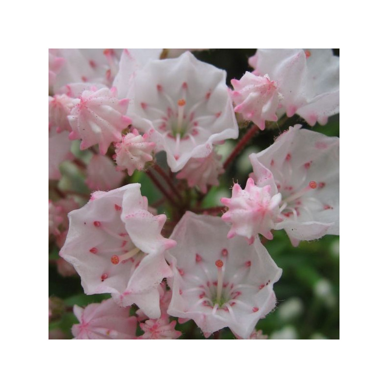 Kalmia latifolia Elf