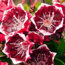 Kalmia latifolia kaleidoscope