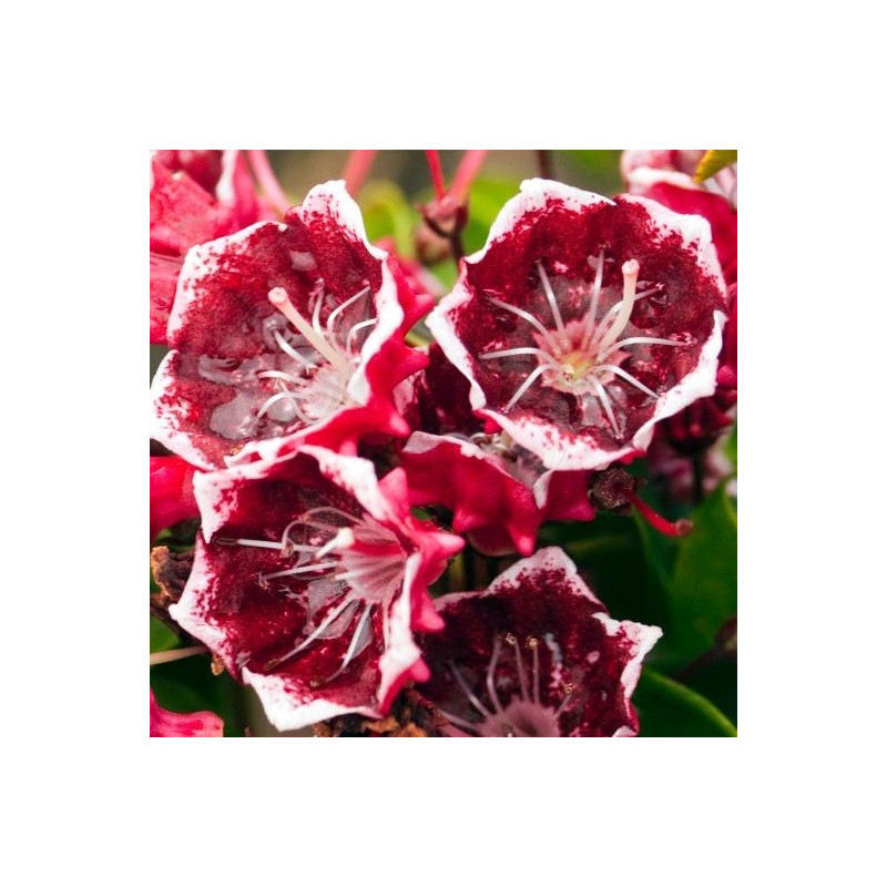 Kalmia latifolia kaleidoscope