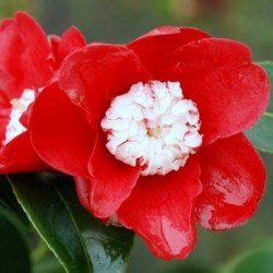 Camellia bokuhan