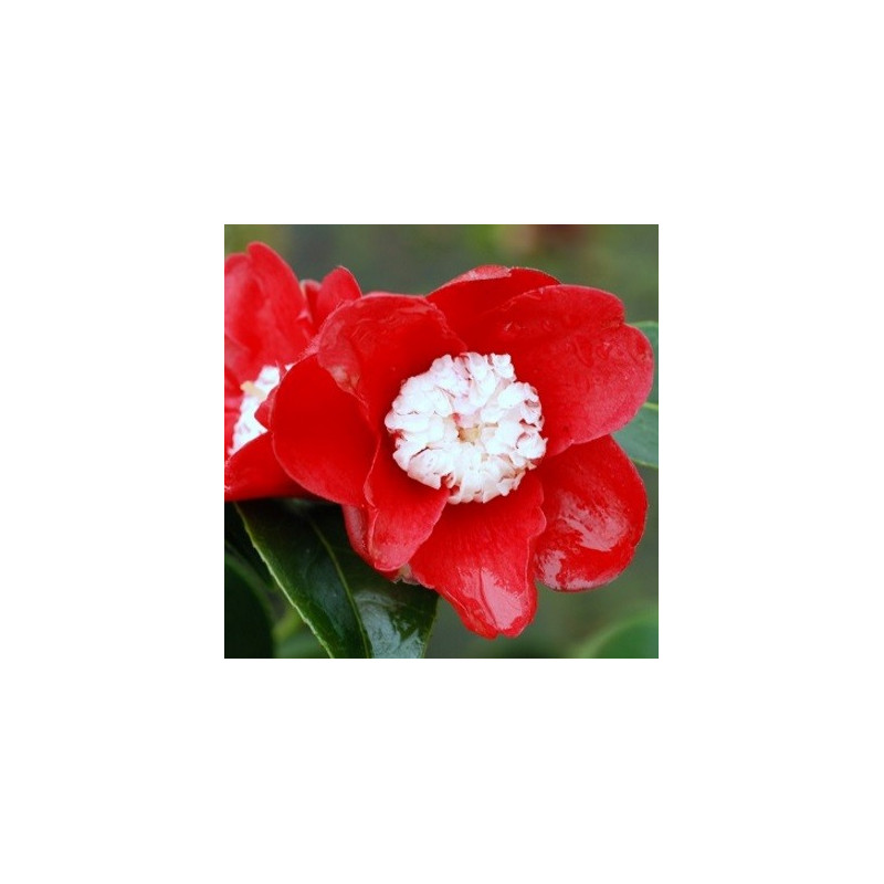 Camellia bokuhan