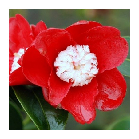 Camellia bokuhan