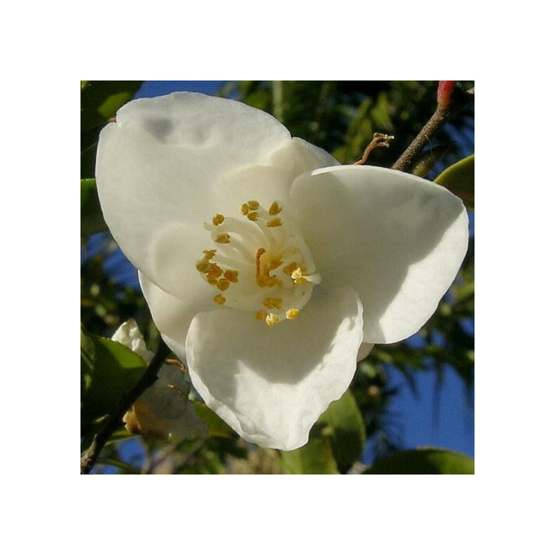 Camellia lutchuensis