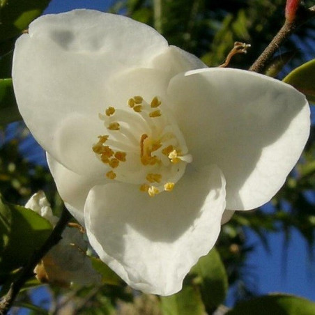 Camellia lutchuensis