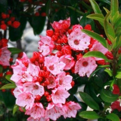 Kalmia latifolia little Linda