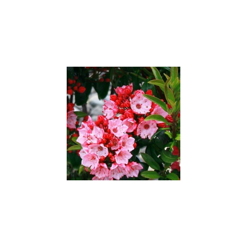 Kalmia latifolia little Linda