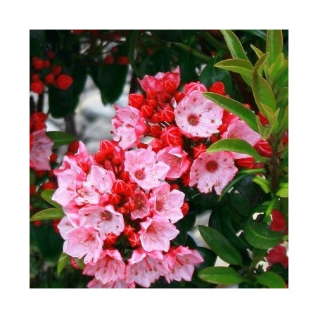 Kalmia latifolia little Linda