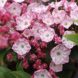 Kalmia latifolia olympic fire