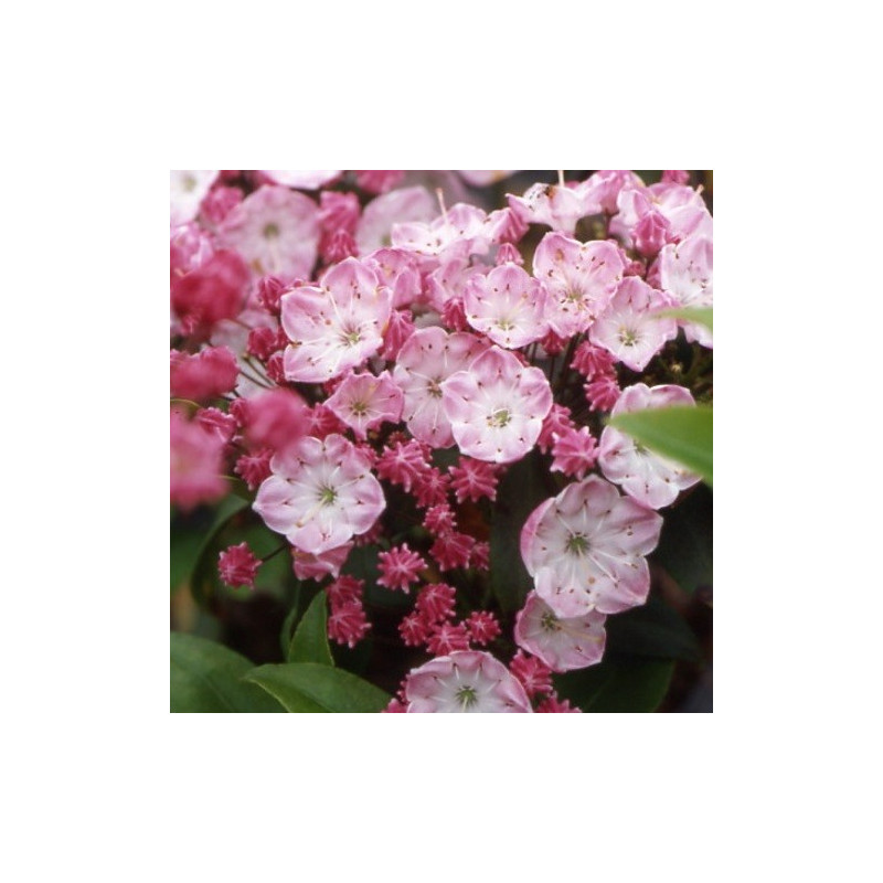 Kalmia latifolia olympic fire