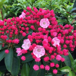 Kalmia latifolia Sarah