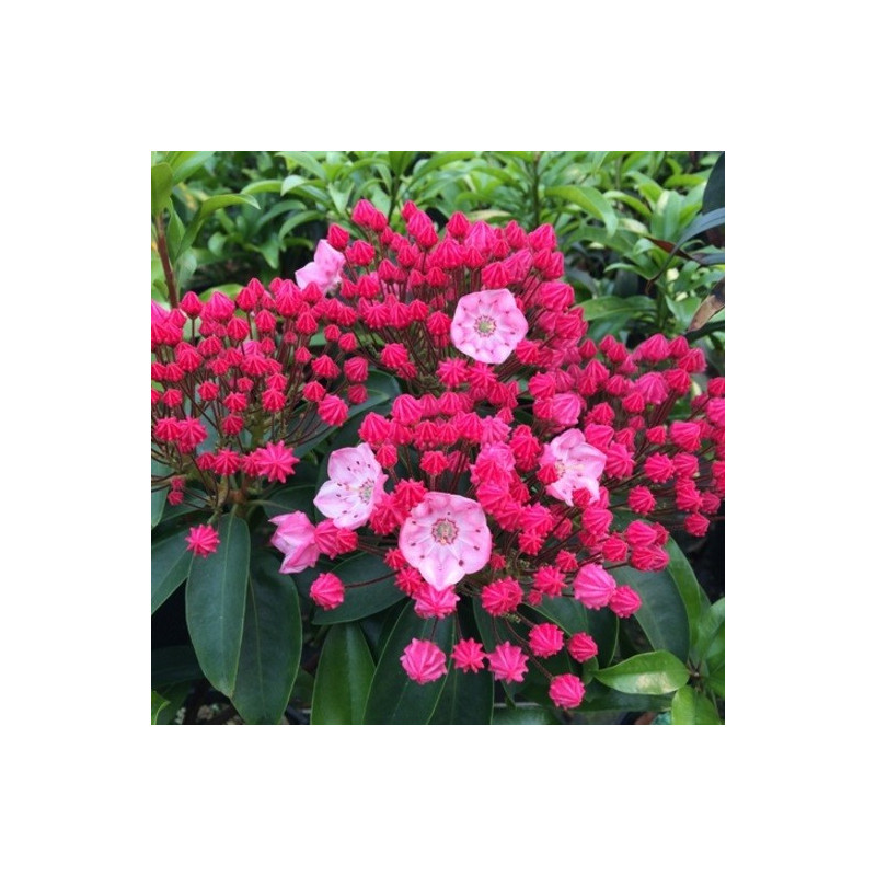 Kalmia latifolia Sarah